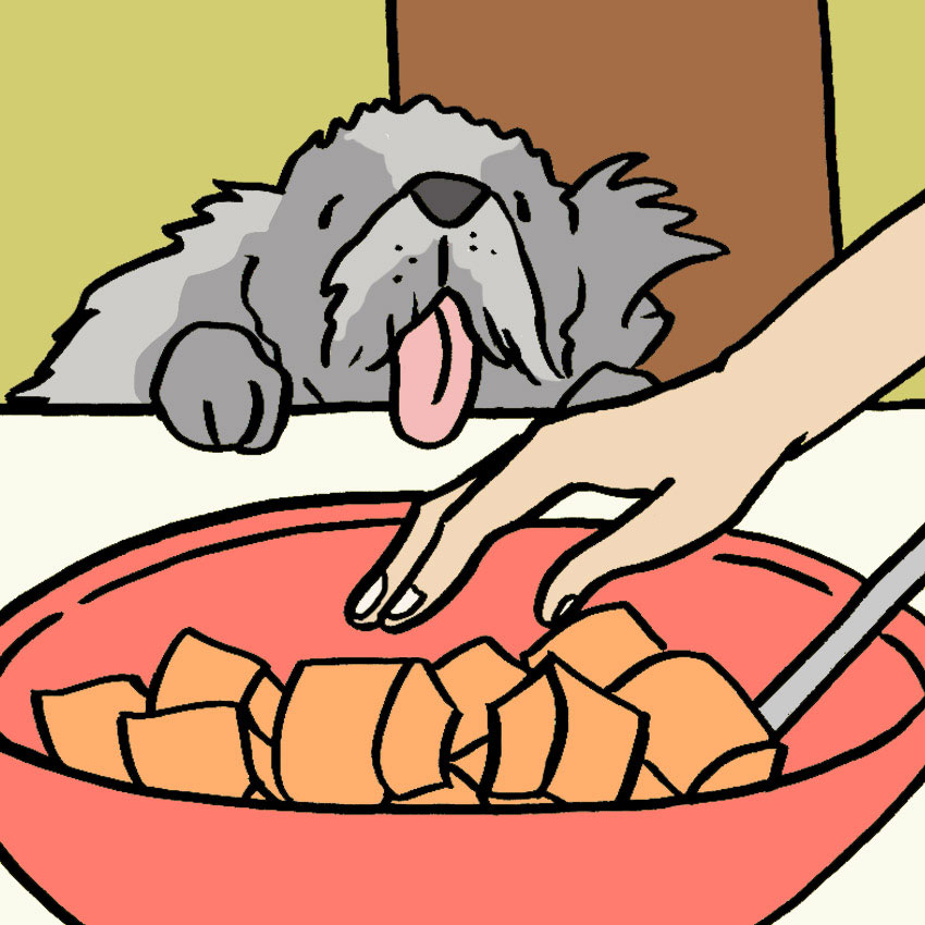 can-dogs-eat-cantaloupe-1.jpg