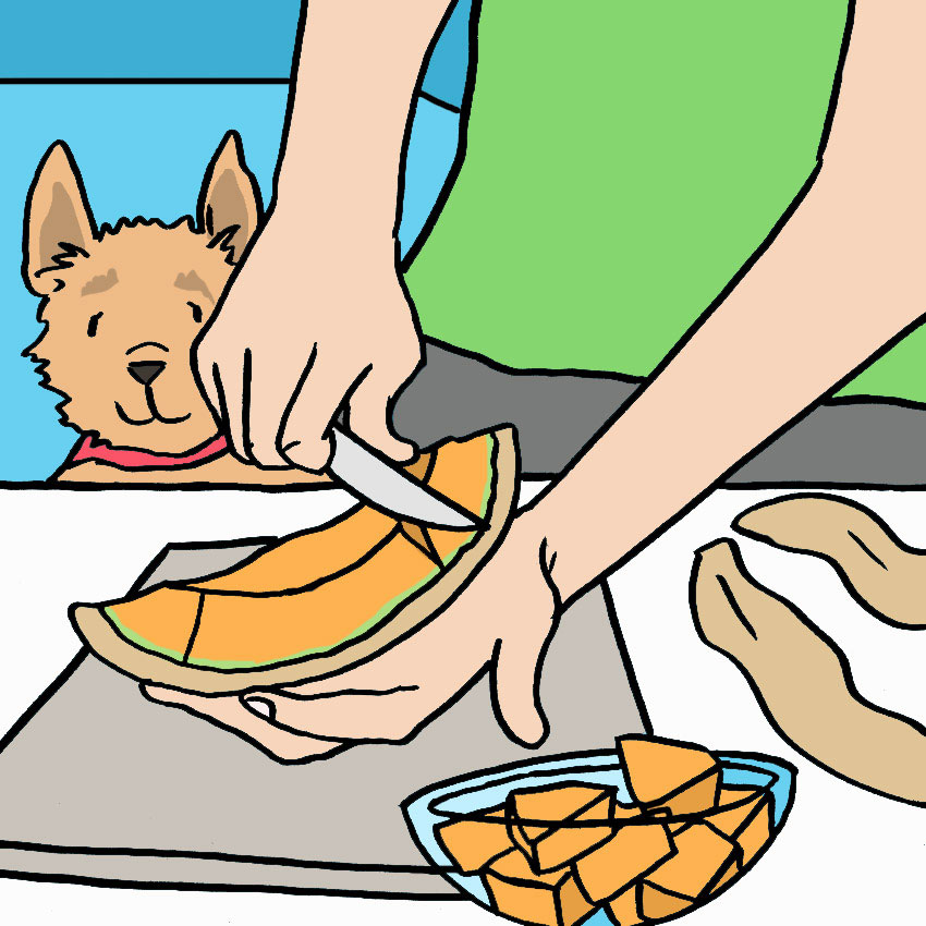 can-dogs-eat-cantaloupe-6.jpg