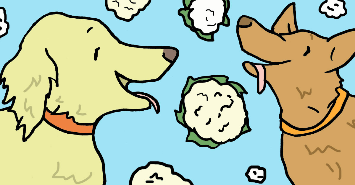 DOGS EATING CAULIFLOWER? SCIENCE REVEALS SURPRISING TRUTH YOU NEVER KNEW