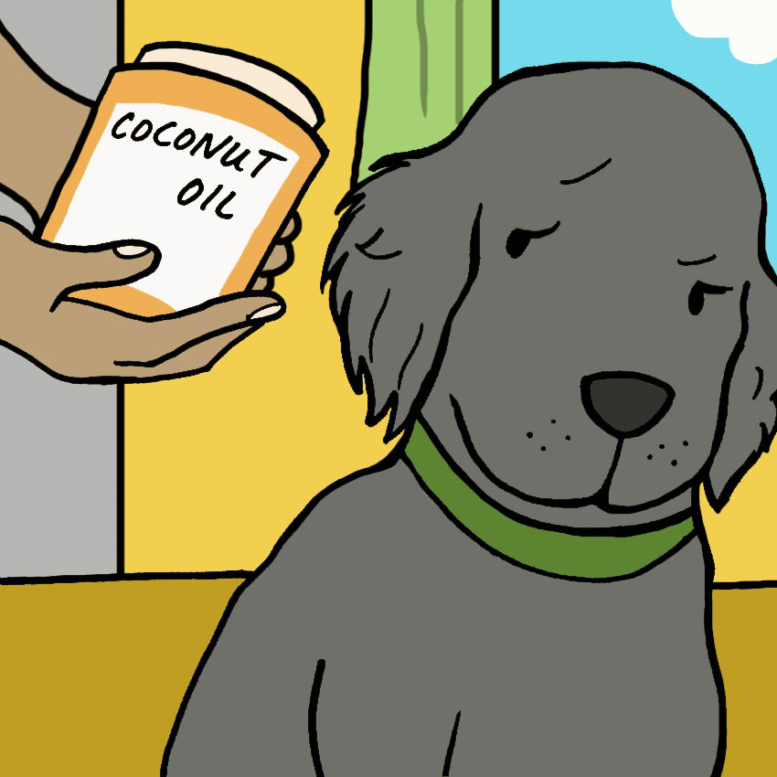 can-dogs-eat-coconut-oil.jpg