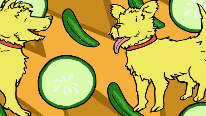 can-dogs-eat-cucumbers-1280