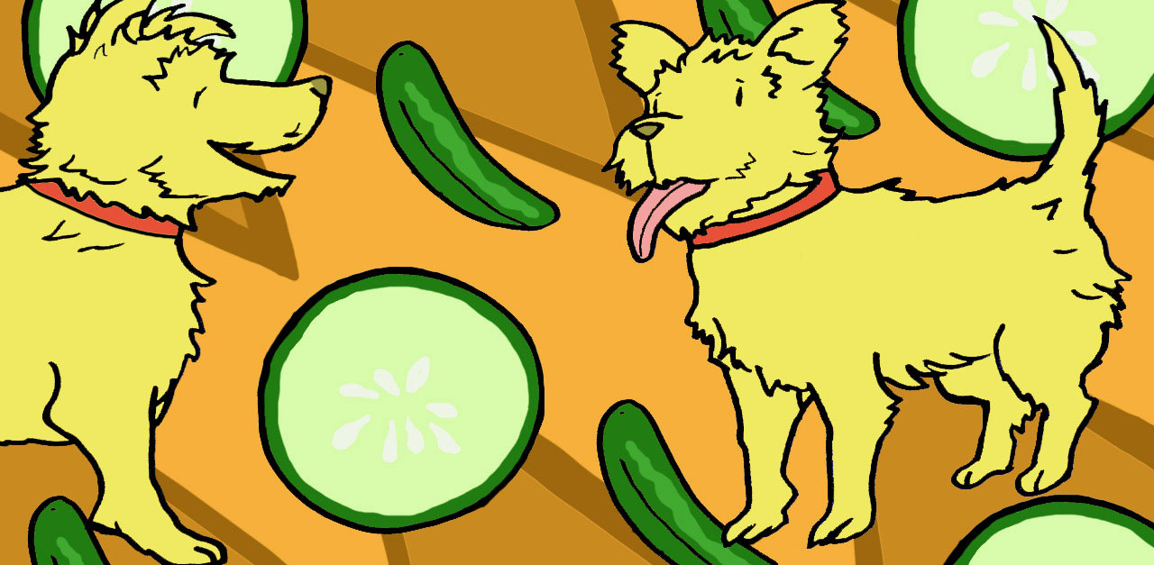 can-dogs-eat-cucumbers-1280