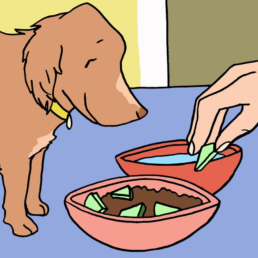 can-dogs-eat-cucumbers-4.jpg