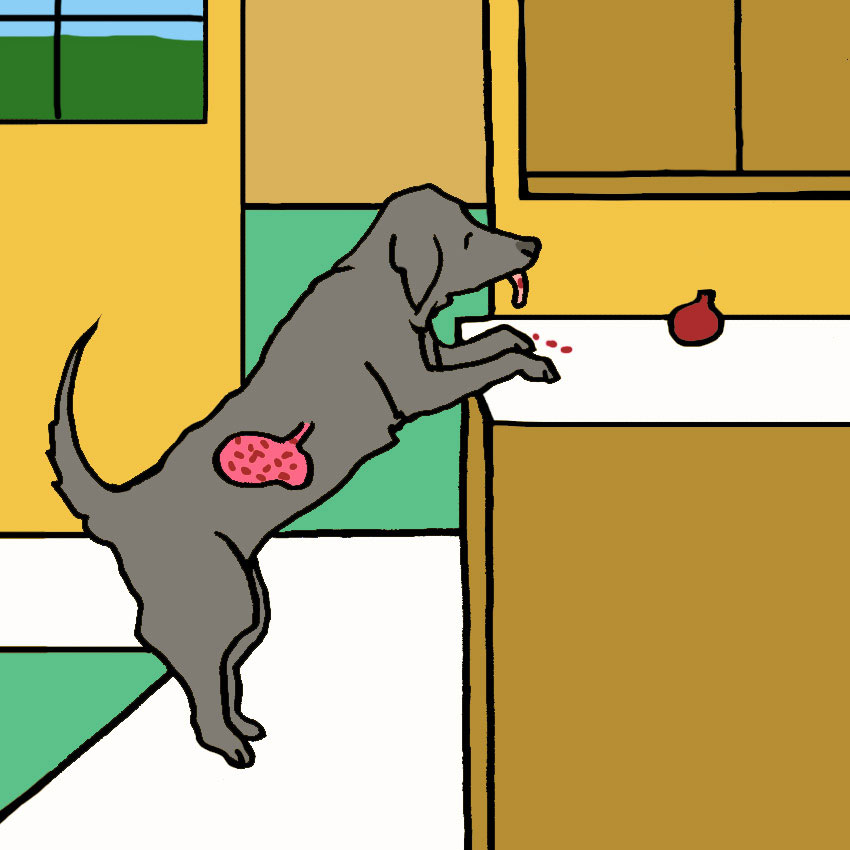 can-dogs-eat-pomegranate-4.jpg