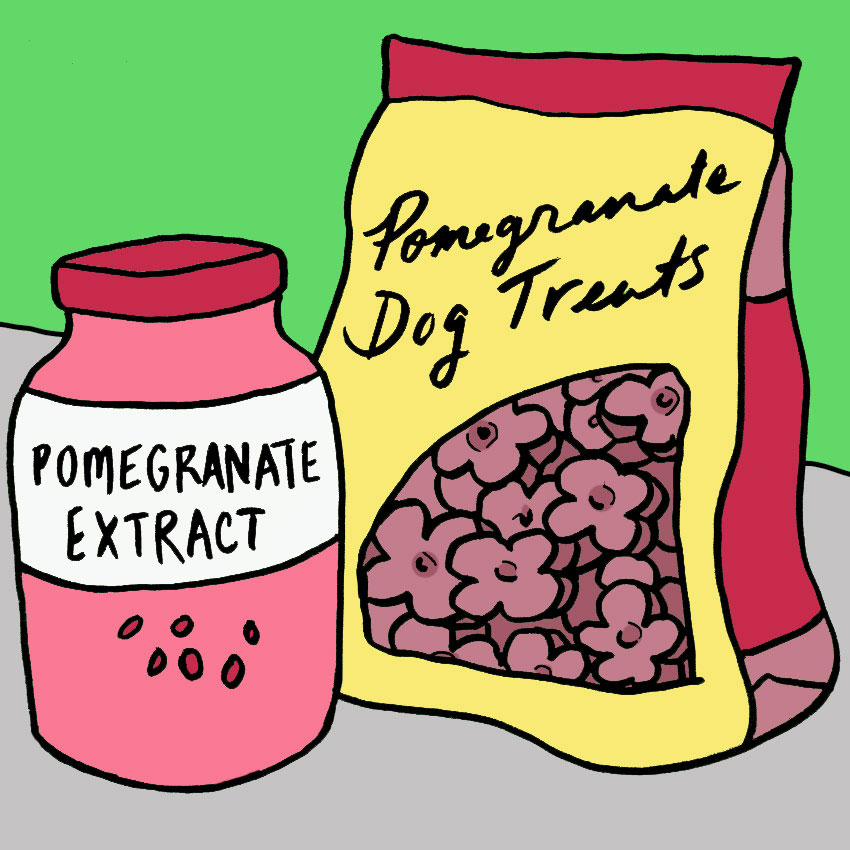 can-dogs-eat-pomegranate-6.jpg