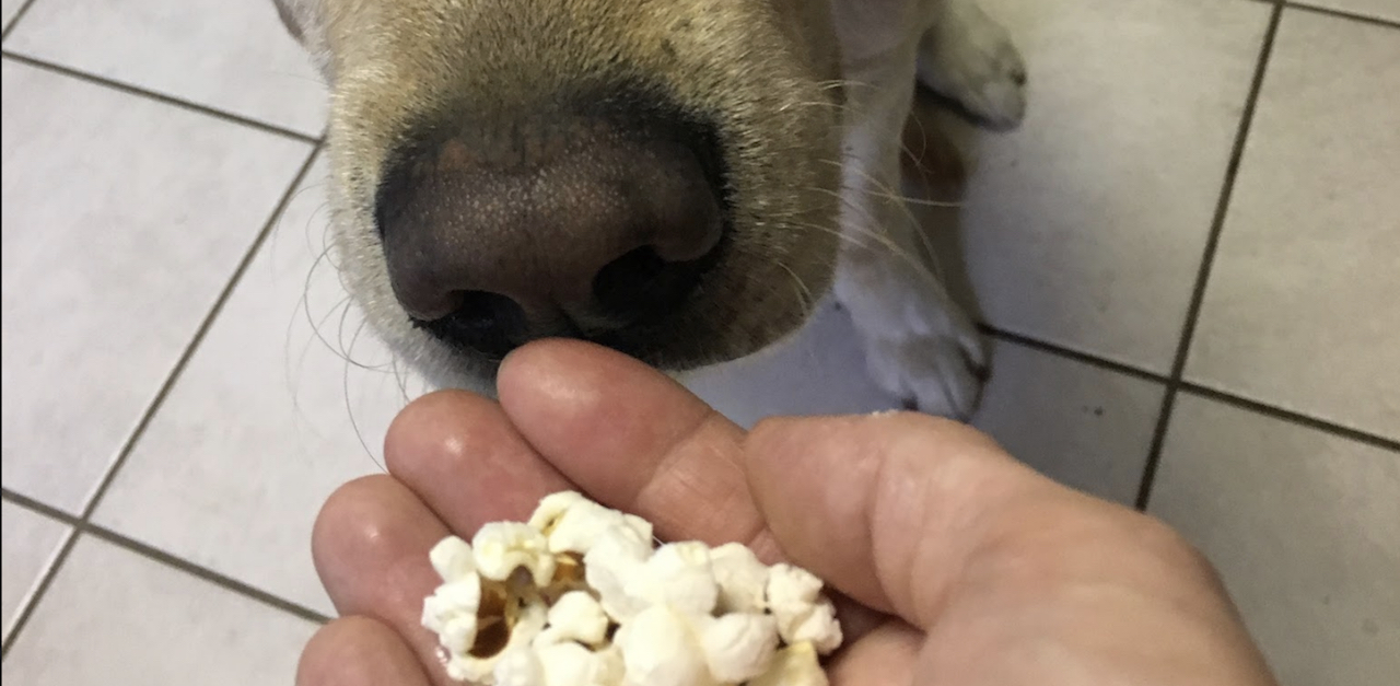 Can Dogs Eat Popcorn Title