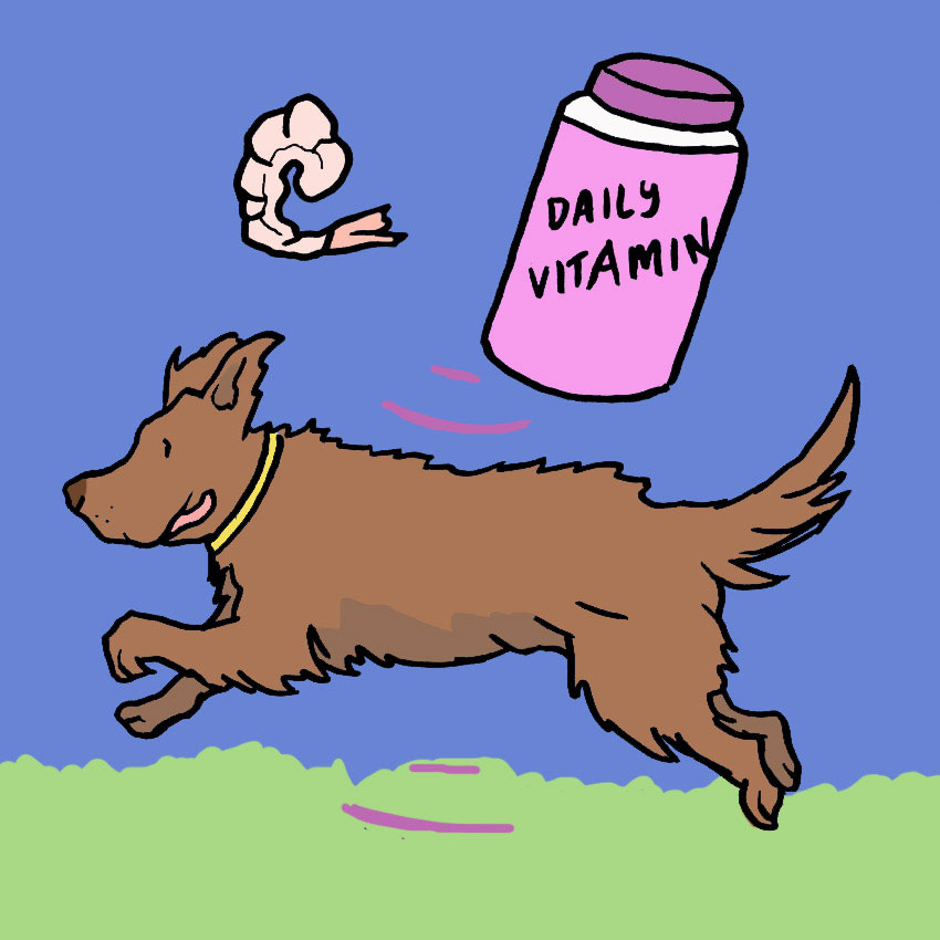 can-dogs-eat-shrimp-2.jpg