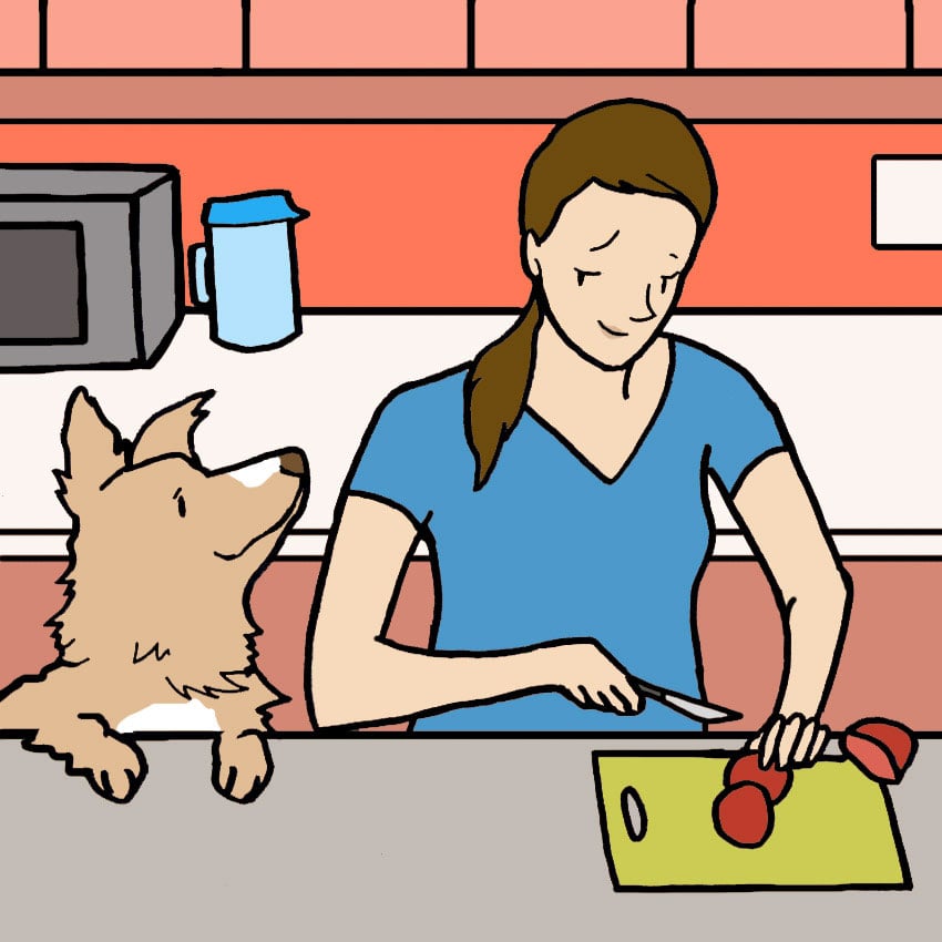 can-dogs-eat-tomatoes-1.jpg