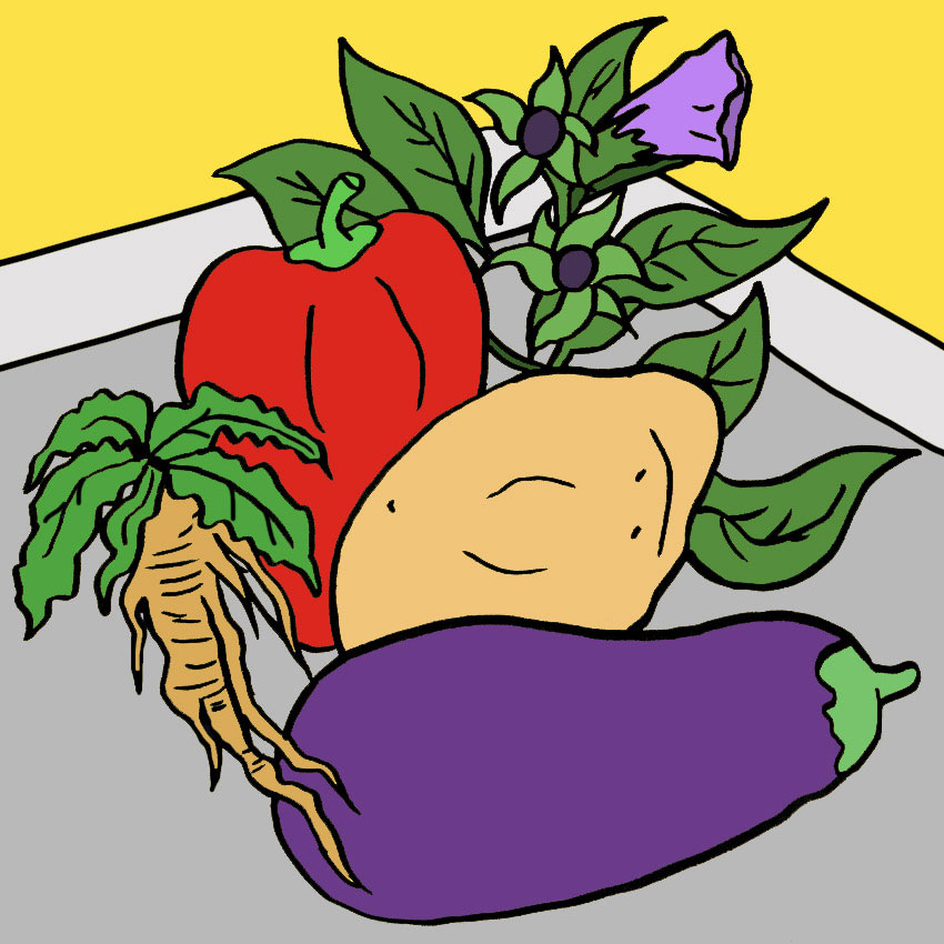 can-dogs-eat-tomatoes-2.jpg