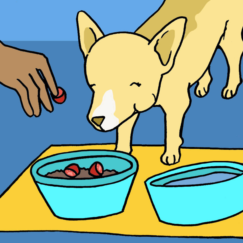 can-dogs-eat-tomatoes-5.jpg