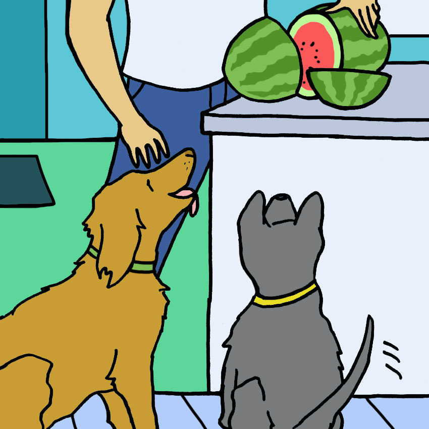 can-dogs-eat-watermelon-2.jpg