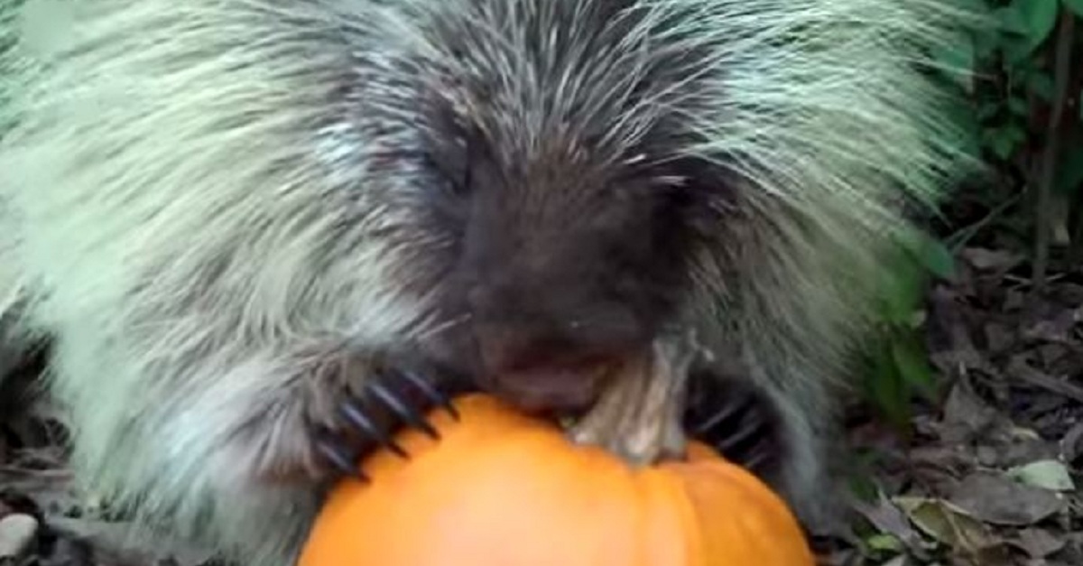 can-you-believe-a-porcupine-makes-this-sound