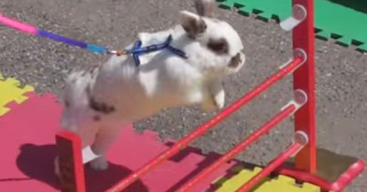 can-you-believe-what-these-people-trained-their-bunnies