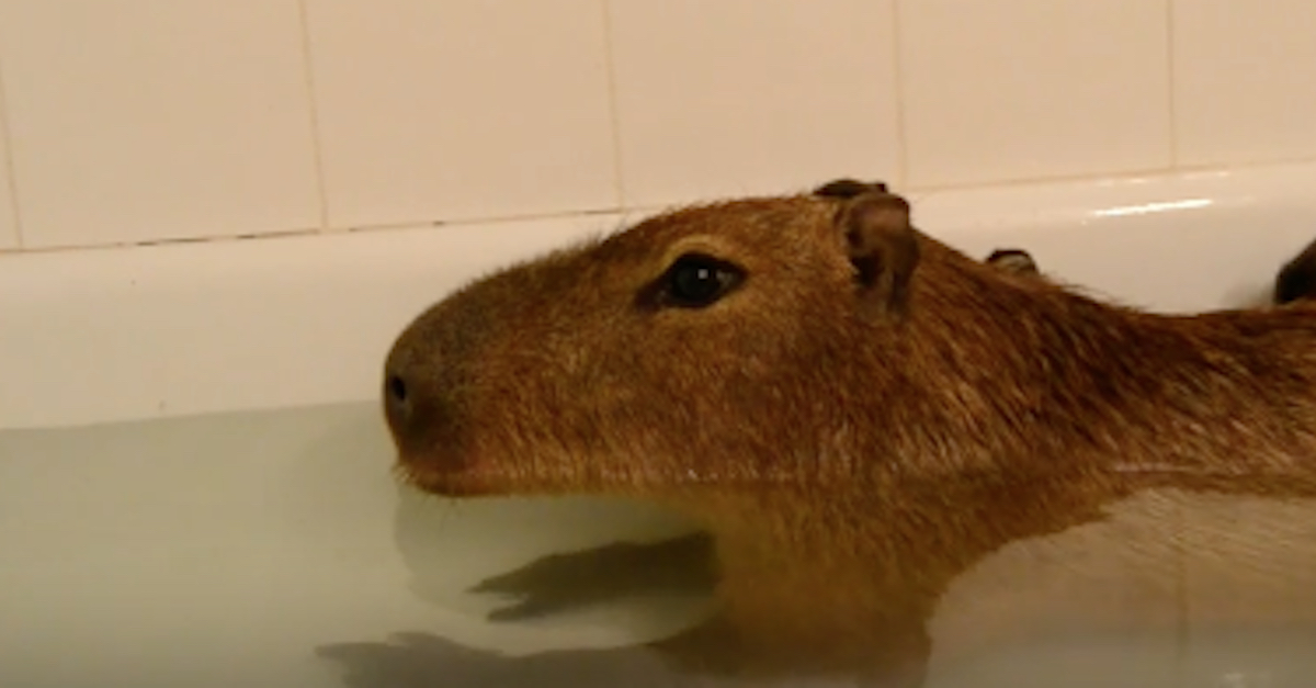 capybara