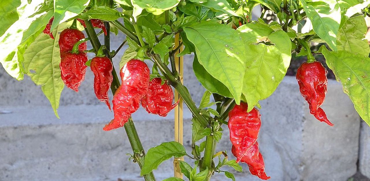 carolina-reaper