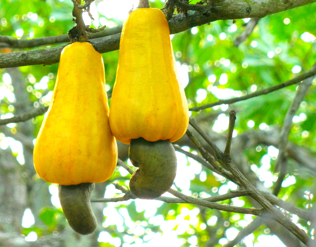 cashew-apples.jpg