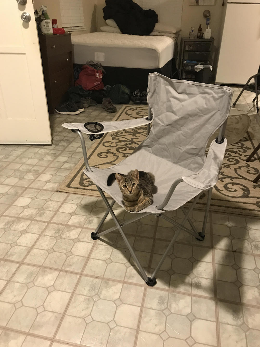 cat-1-1.jpg cat-1-1.jpg