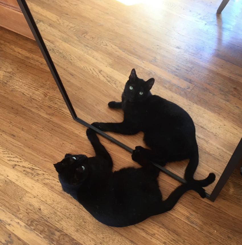 cat-10.jpg