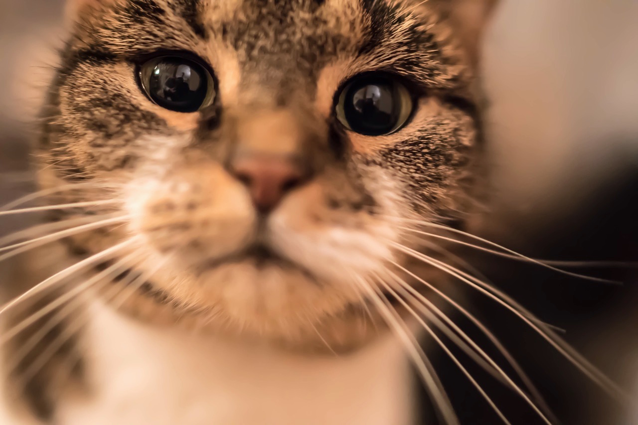 cat-1109102_12801.jpg