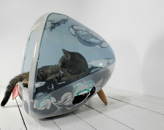 cat-15.jpg