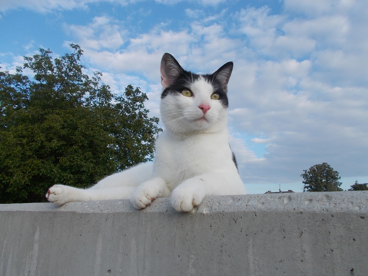 cat-1625838_1280.jpg