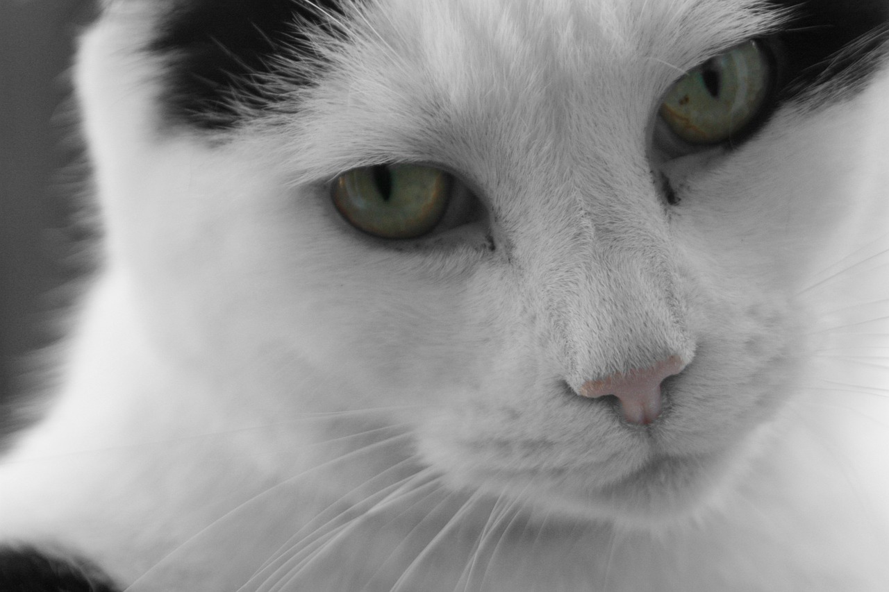 cat-17879_1280.jpg