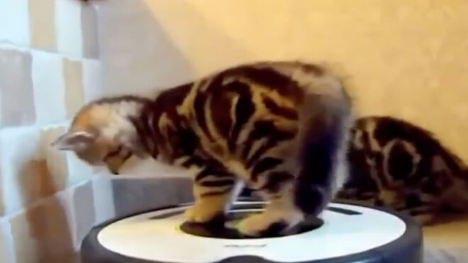 roomba cat