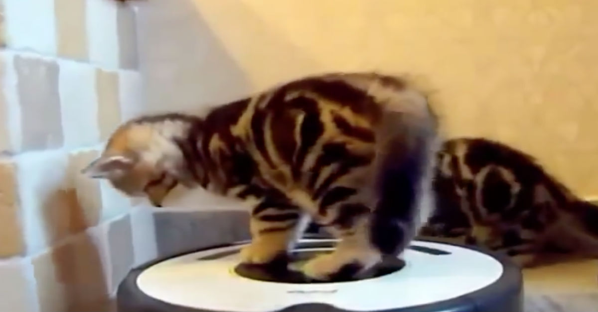 roomba cat