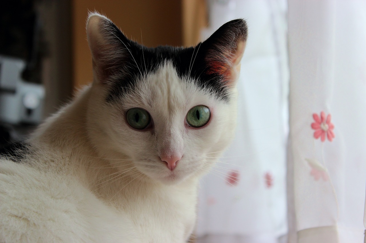 cat-181268_1280.jpg