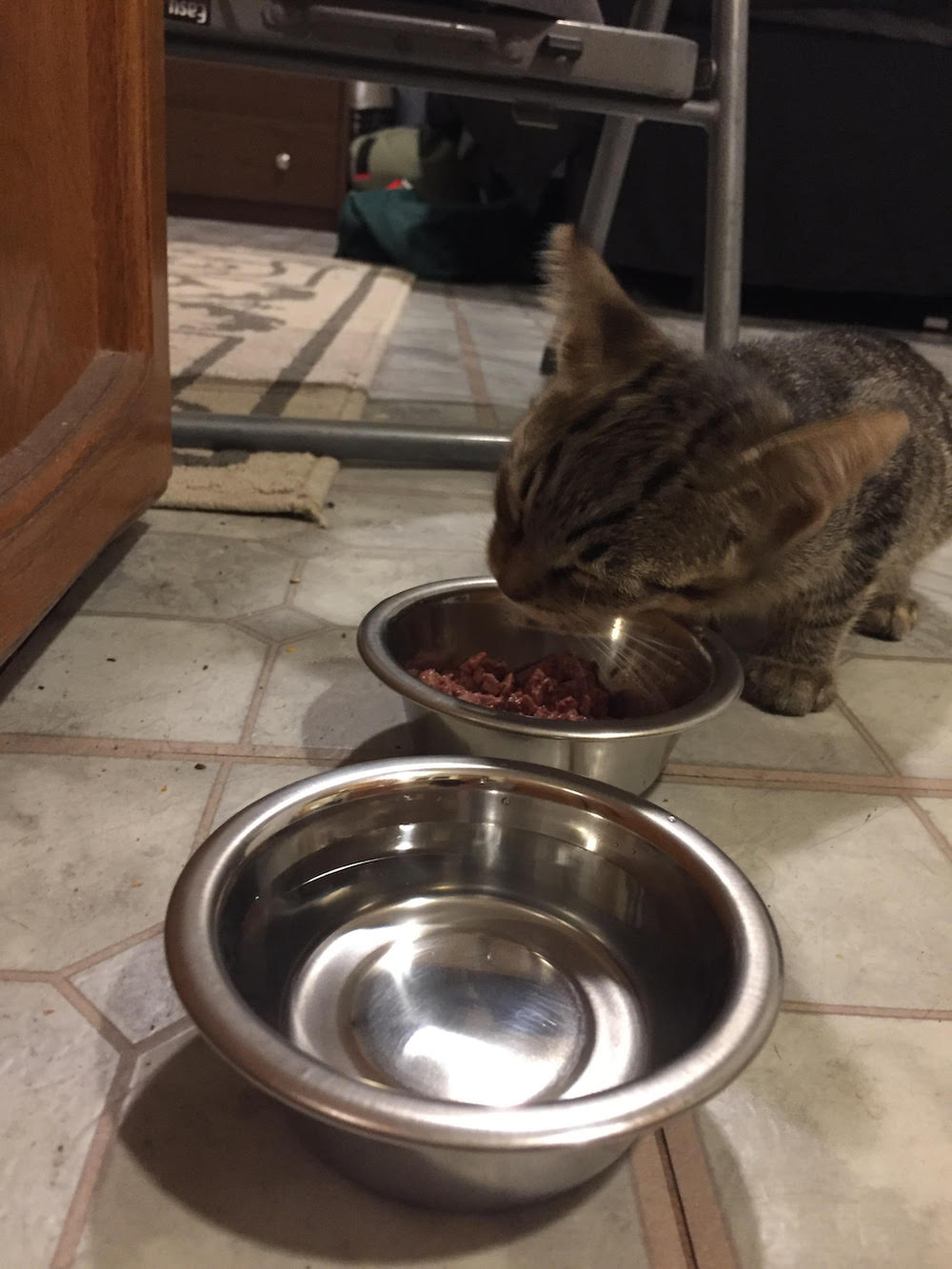 cat-2-2.jpg