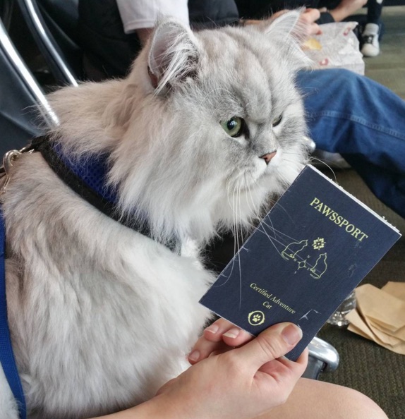 cat-2-5.jpg