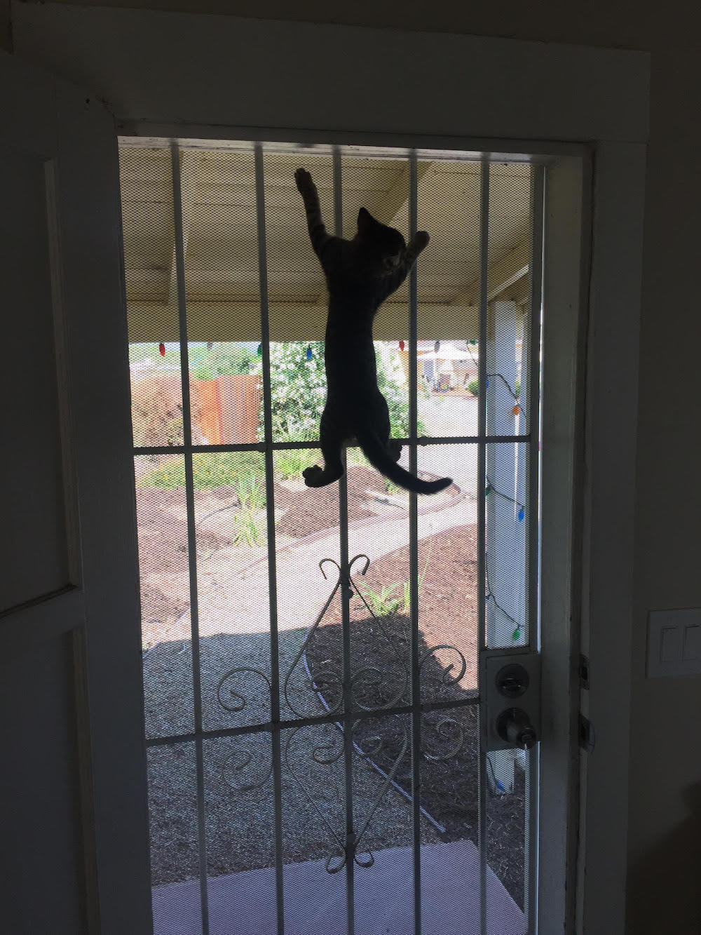 cat-3-1.jpg