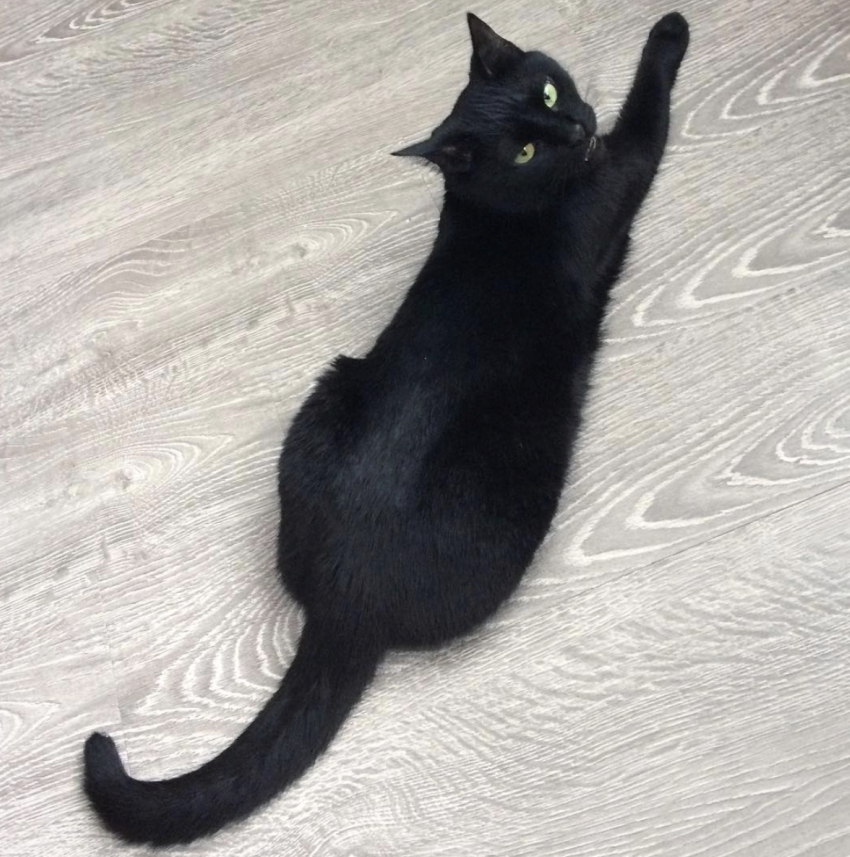 cat-3-2.jpg