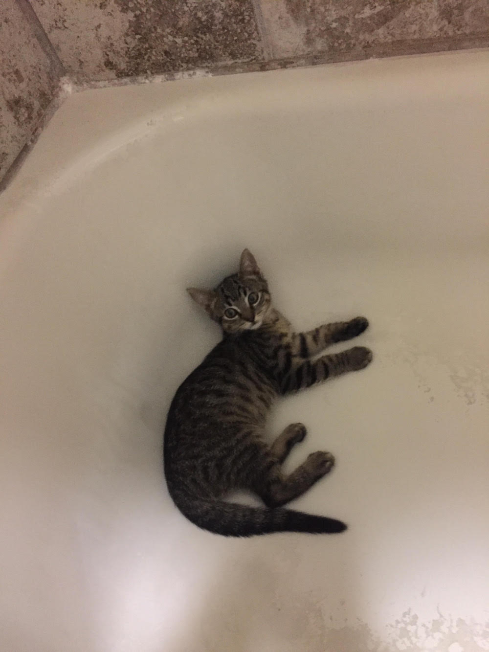 cat-4-1.jpg