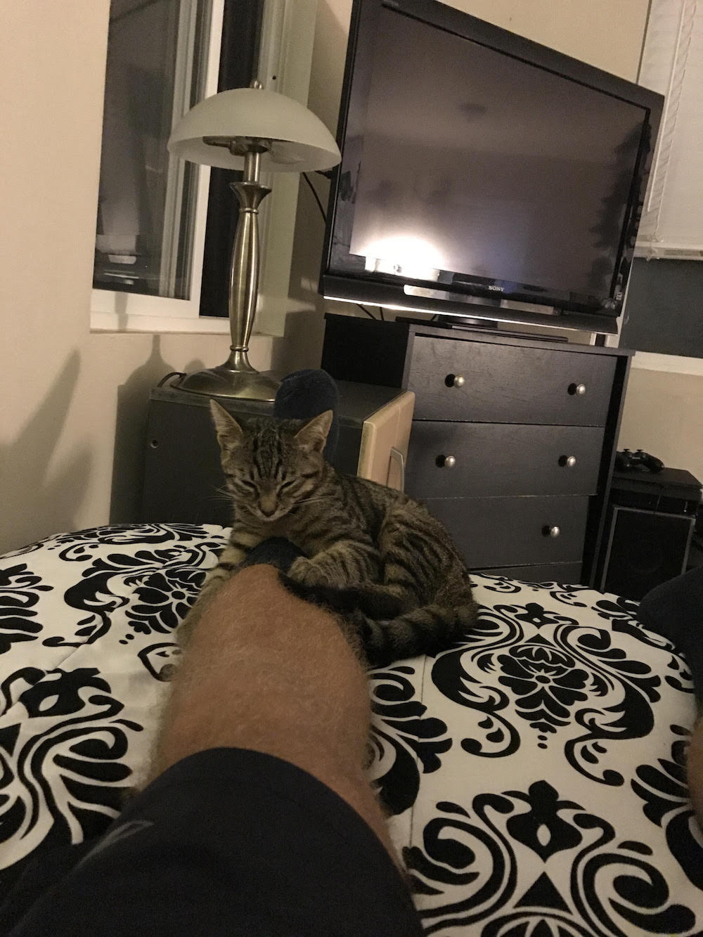 cat-6-1.jpg