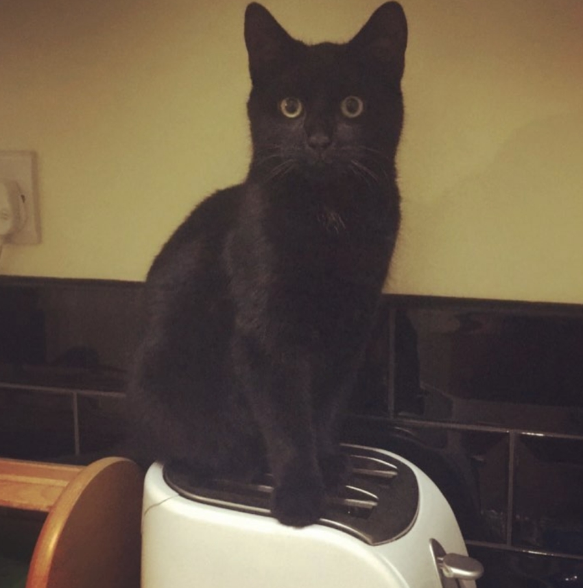 cat-6-2.jpg