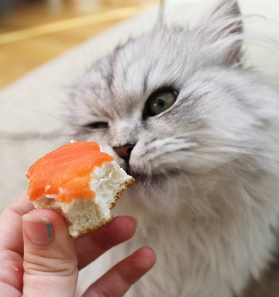 cat-6-4.jpg