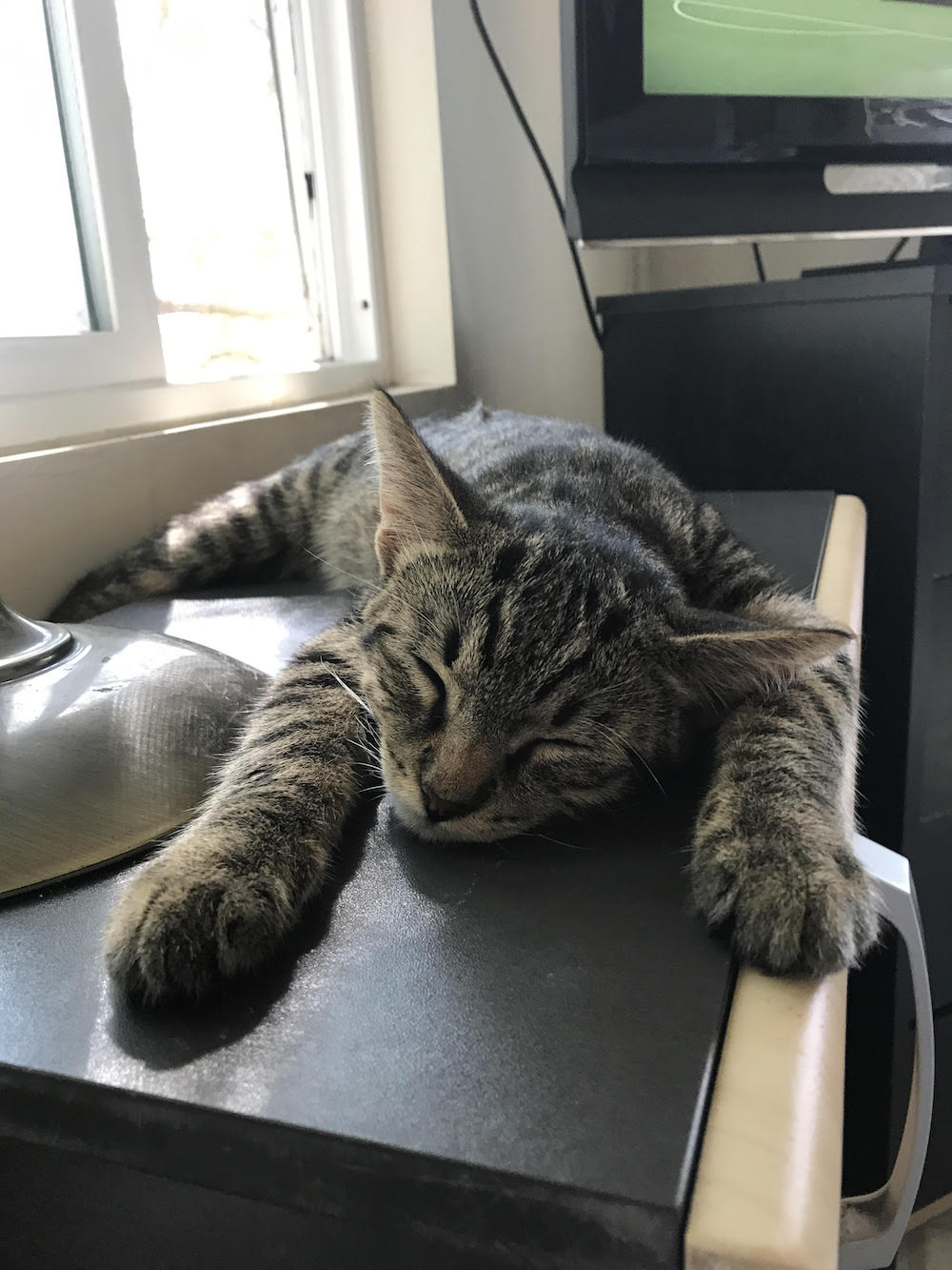 cat-7-1.jpg