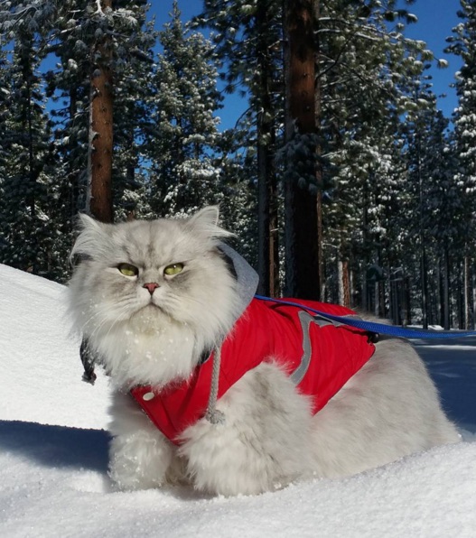 cat-75.jpg