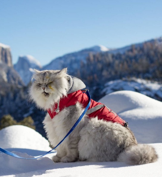 cat-9-3.jpg