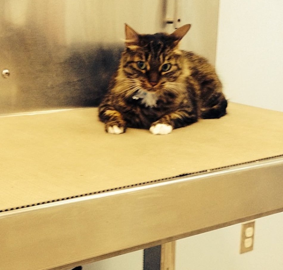 cat-at-the-vet-jasper.jpg
