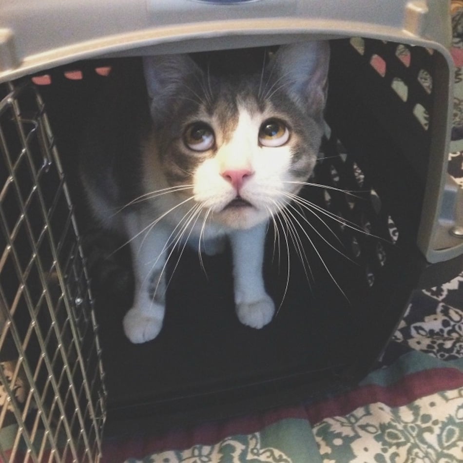cat-at-the-vet-no-way.jpg