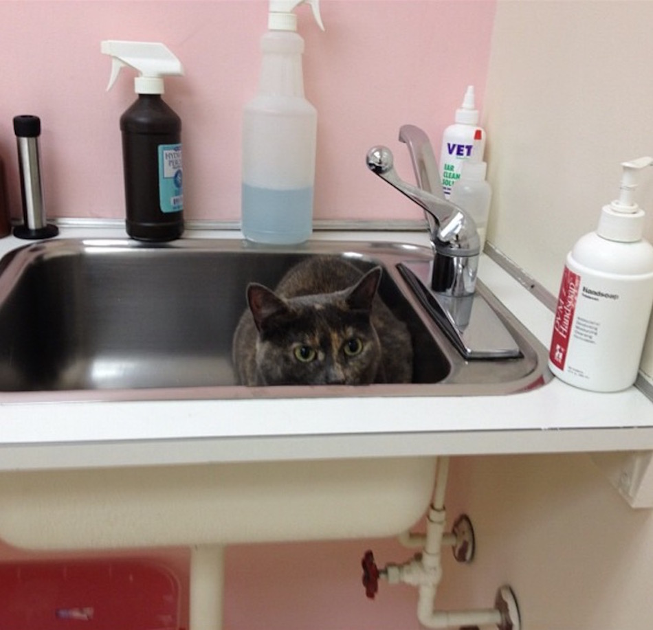 cat-at-the-vet-sink-last-time.jpg