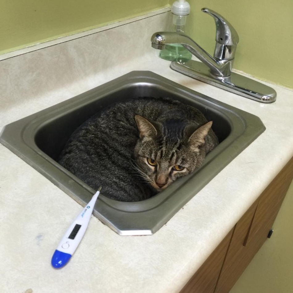 cat-at-the-vet-thermometer.jpg
