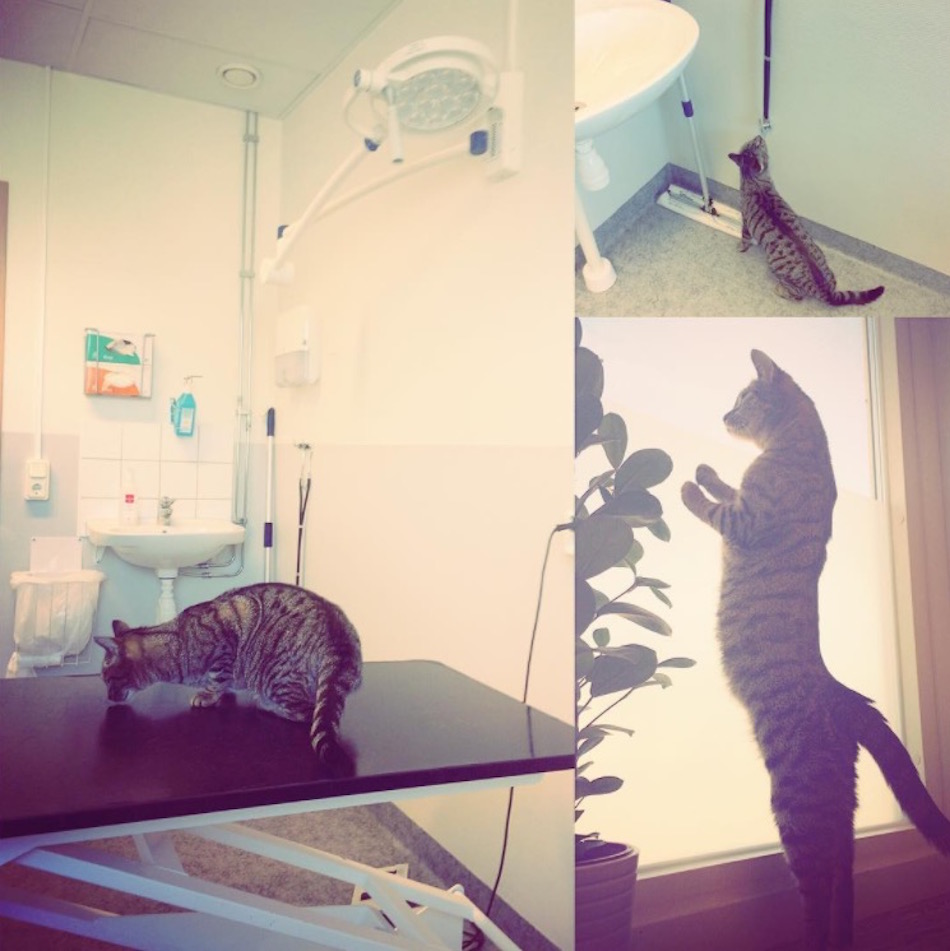 cat-at-vet-escape.jpg