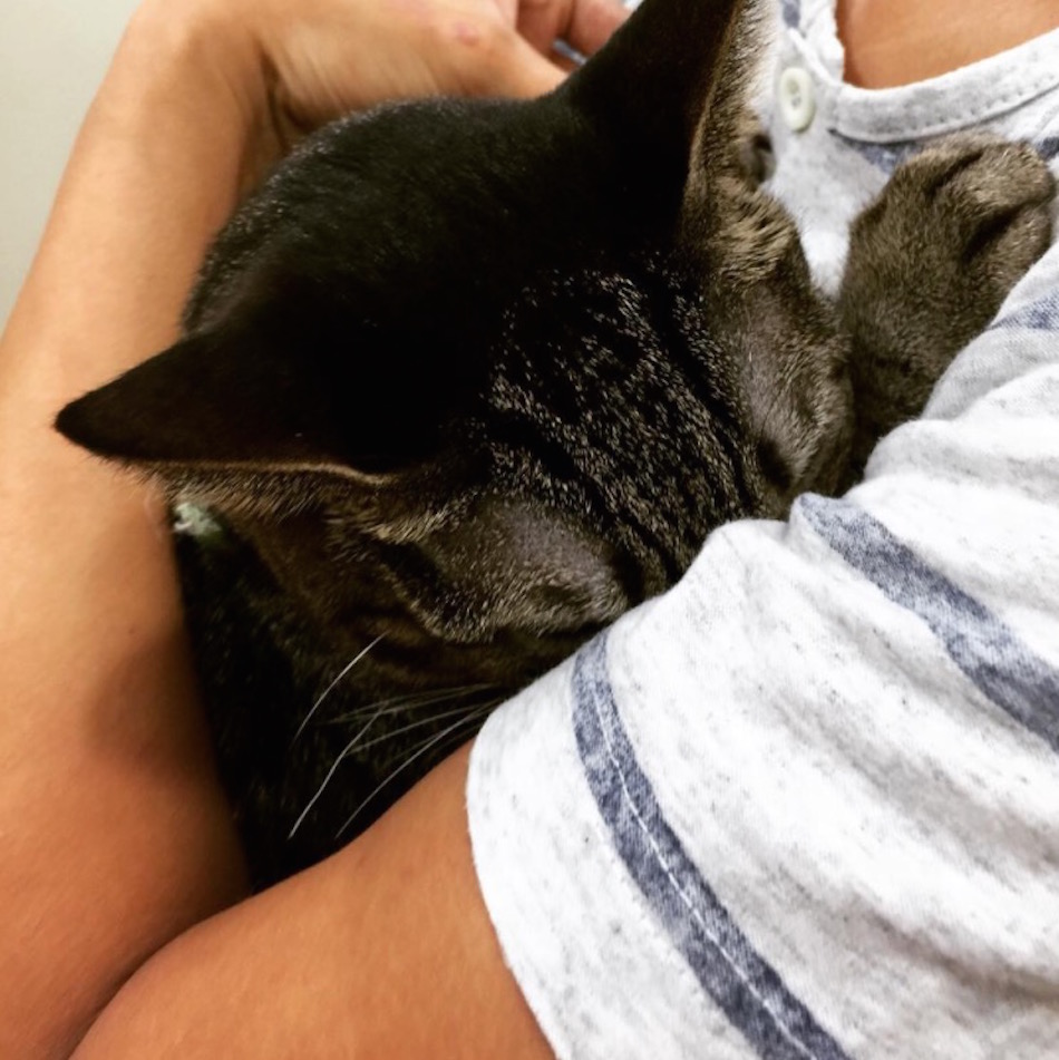 cat-at-vet-mama.jpg