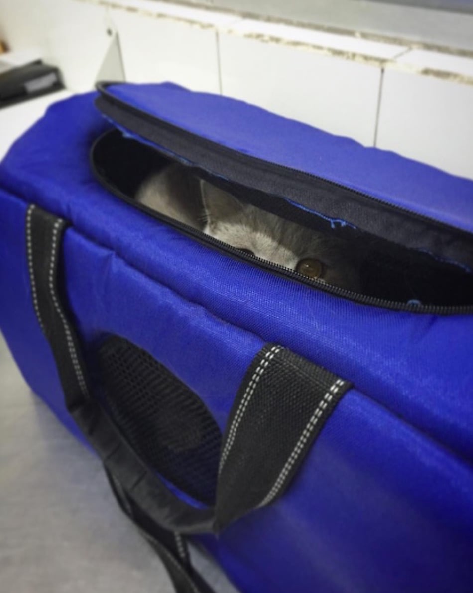 cat-at-vet-satchel.jpg