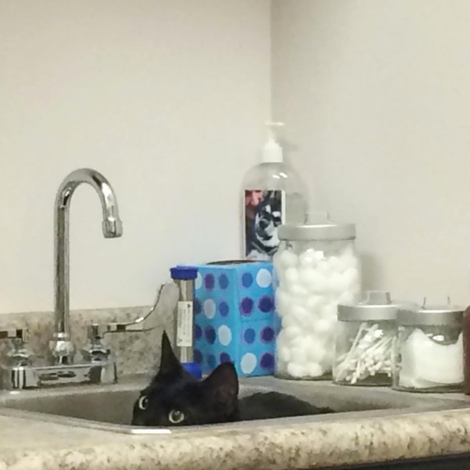 cat-at-vet-sink-again.jpg