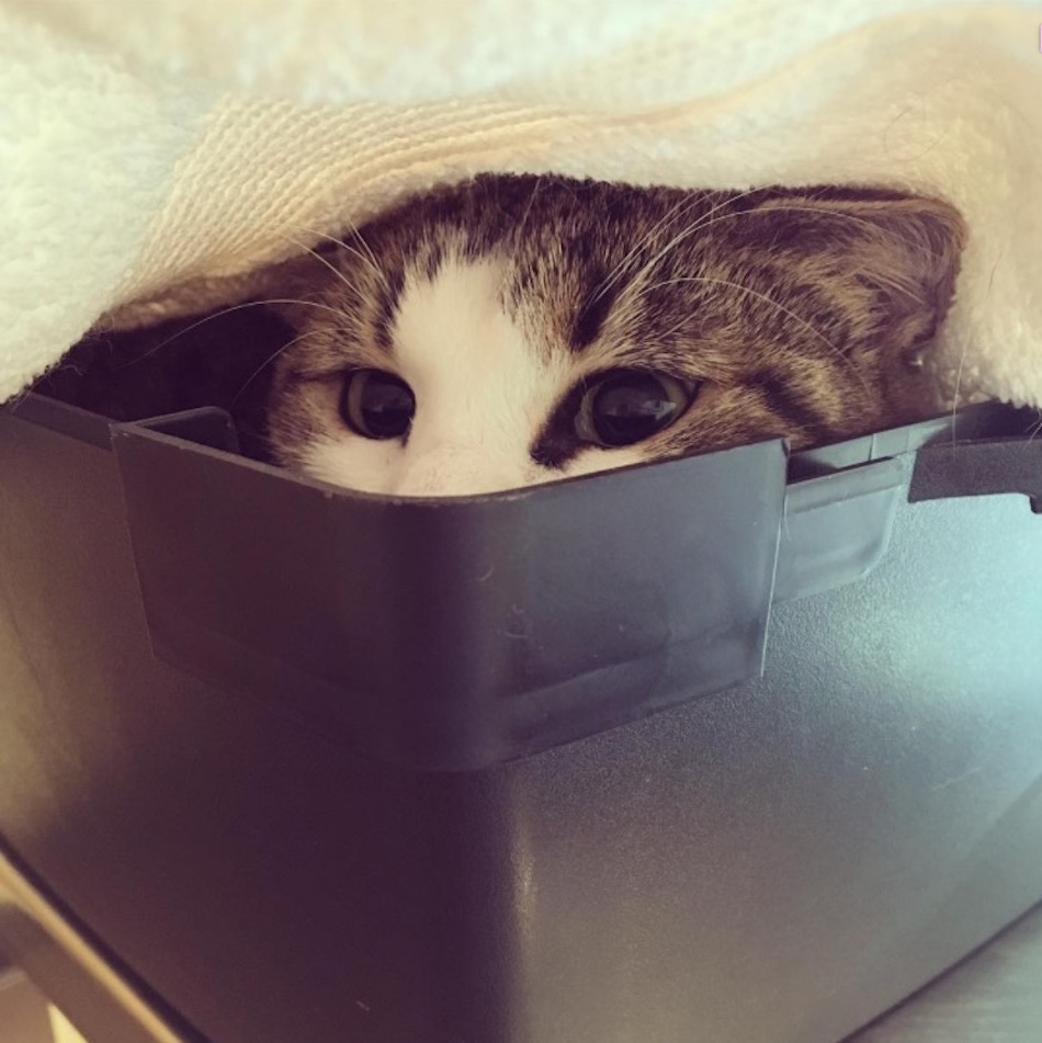 cat-at-vet-under-towel.jpg
