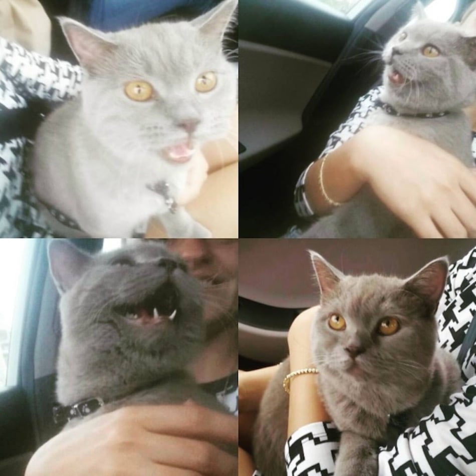 cat-at-vet-yelling.jpg
